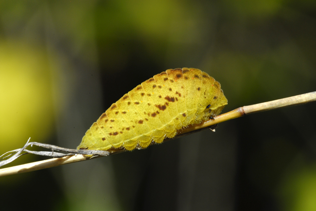 identificazione bruchi